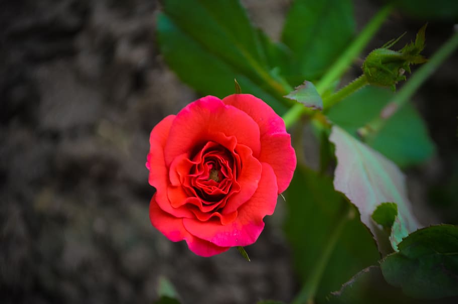 rose, red, flower, roses, bloom, blossom, plant, love, nature HD wallpaper