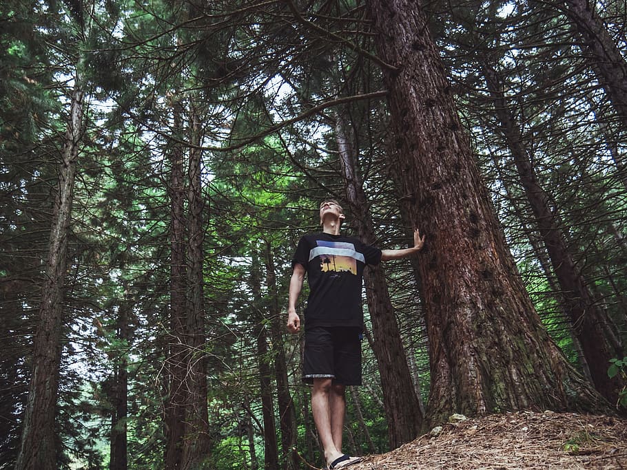 Man Wearing Black Shirt Touches Tree Trnk, casual, conifer, daylight HD wallpaper