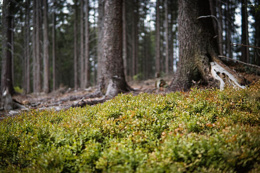 forest, blueberry, nature, land, tree, plant, tree trunk, woodland HD wallpaper
