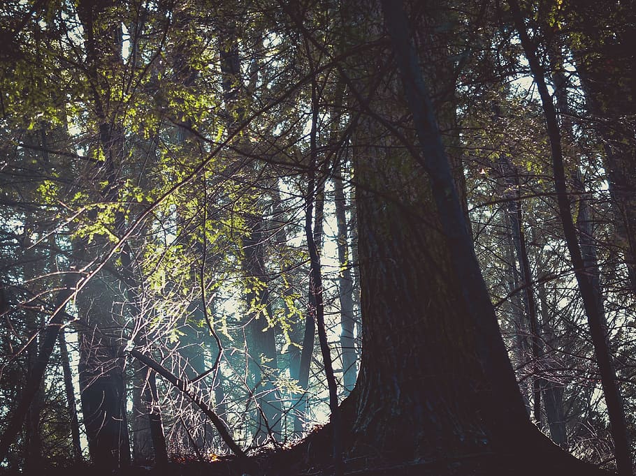 Green Leafed Trees, branches, environment, forest, woods, plant HD wallpaper