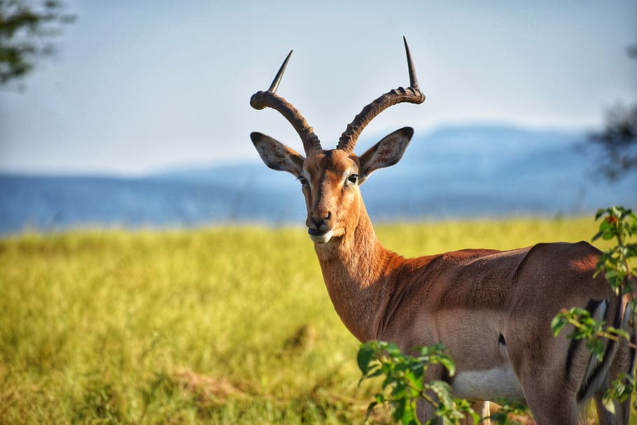 HD wallpaper: Brown Deer on Green Grass Field, animal, animal ...