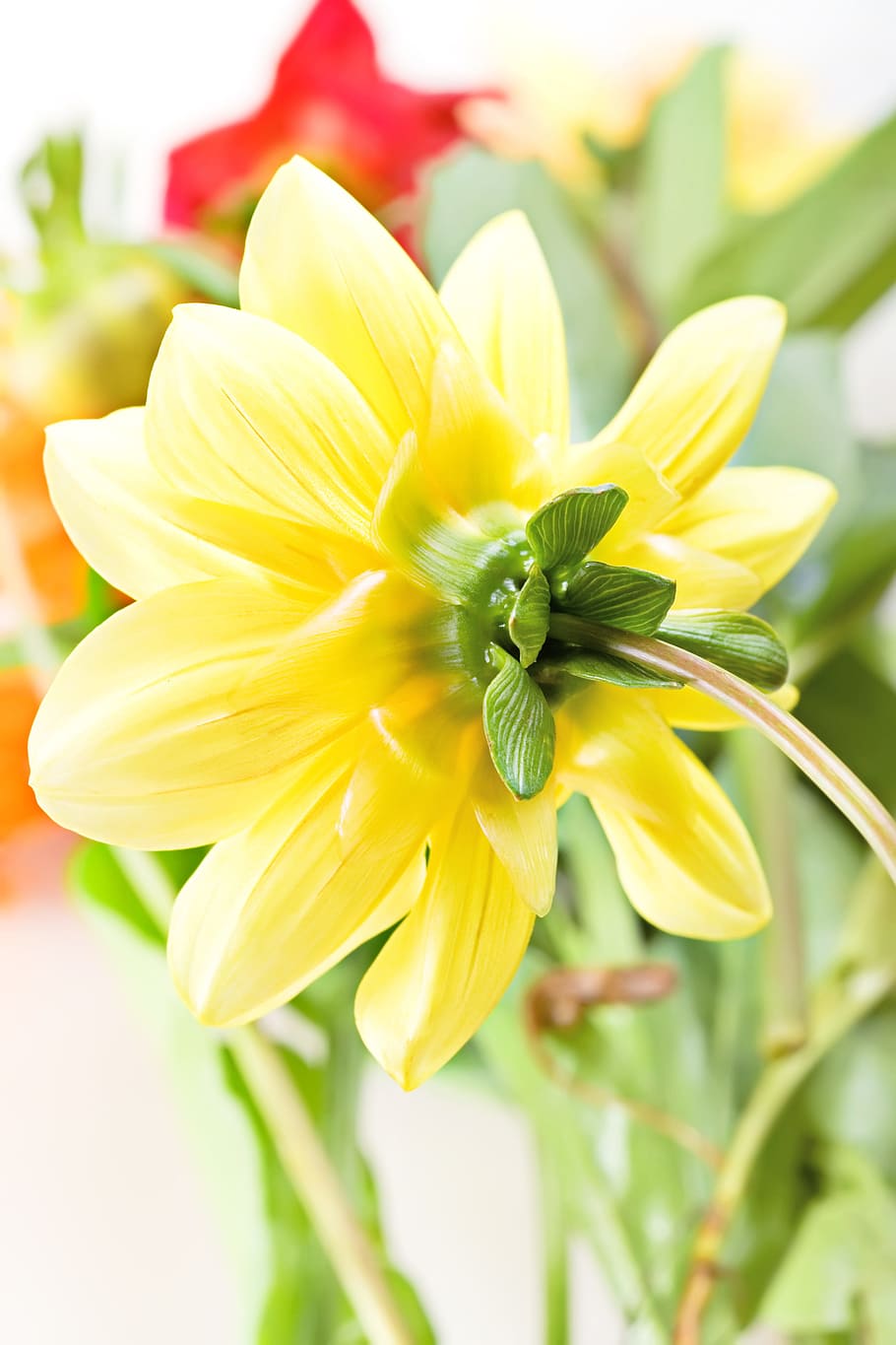 flower, con2011, nature, flowering plant, yellow, freshness HD wallpaper