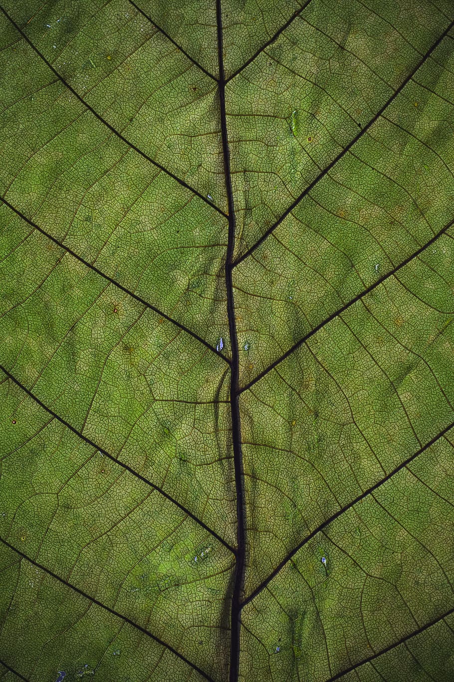 Green Leaf, bright, close-up, colors, environment, focus, fresh HD wallpaper