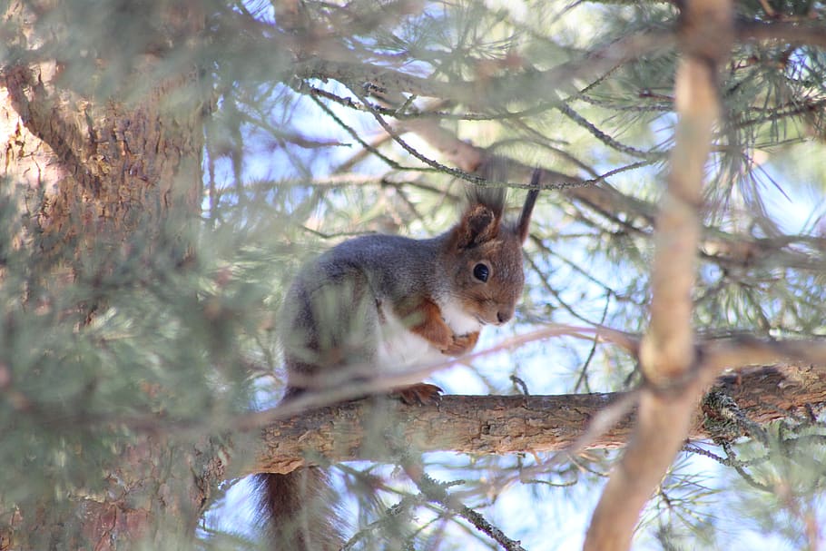 squirrel, tree, pine, pinetree, mammal, animal, animal themes HD wallpaper