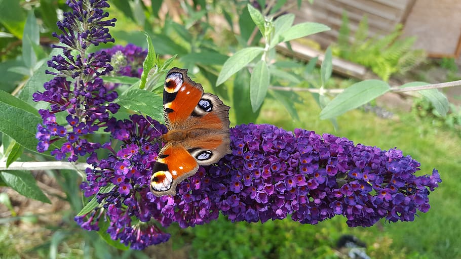 germany, nature, summer, spring, lilac, butterfly, flower, flowering plant HD wallpaper