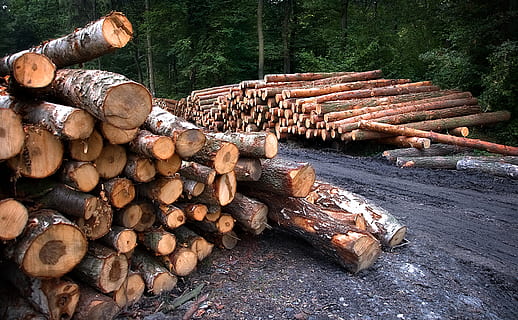 wood, cutting, bale, pine, forest, tree, nature, slice, lumberjack HD wallpaper