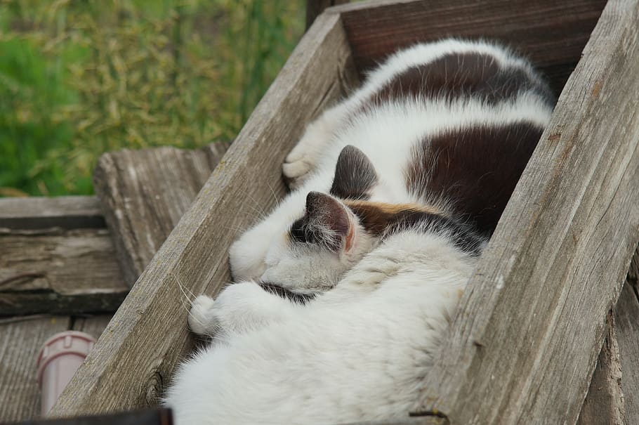 cats in box, mammal, wood - material, animal, animal themes HD wallpaper