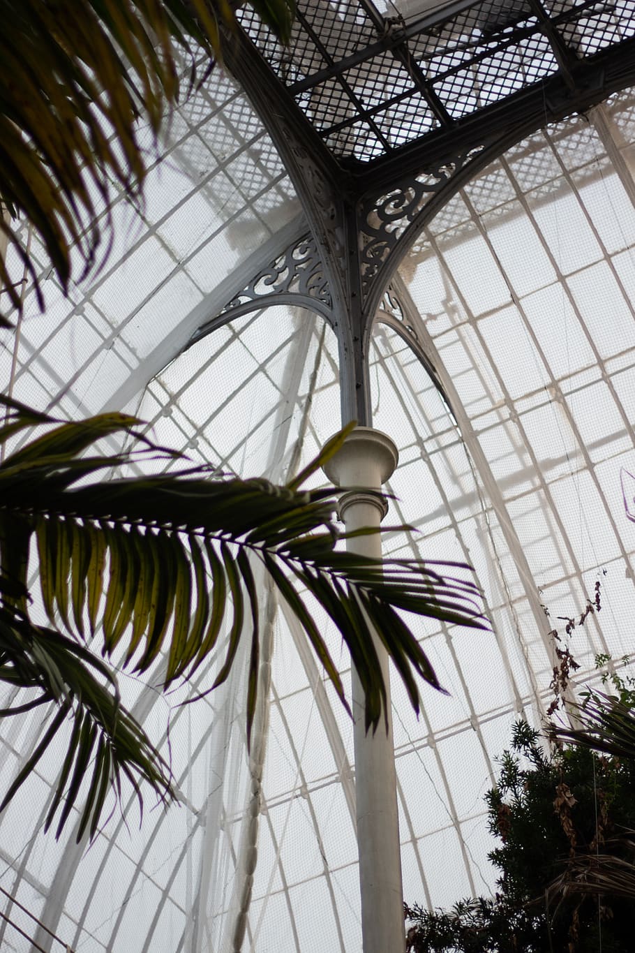 white dome building, palm tree, plant, low angle view, indoors HD wallpaper