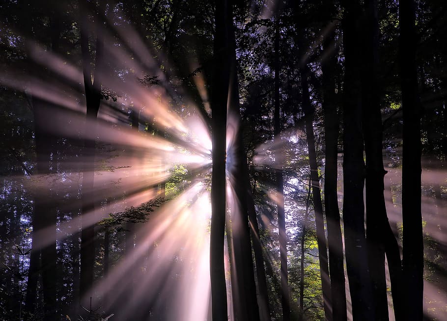 forest, sunlight, sun beams, silhouettes, landscape, trees HD wallpaper