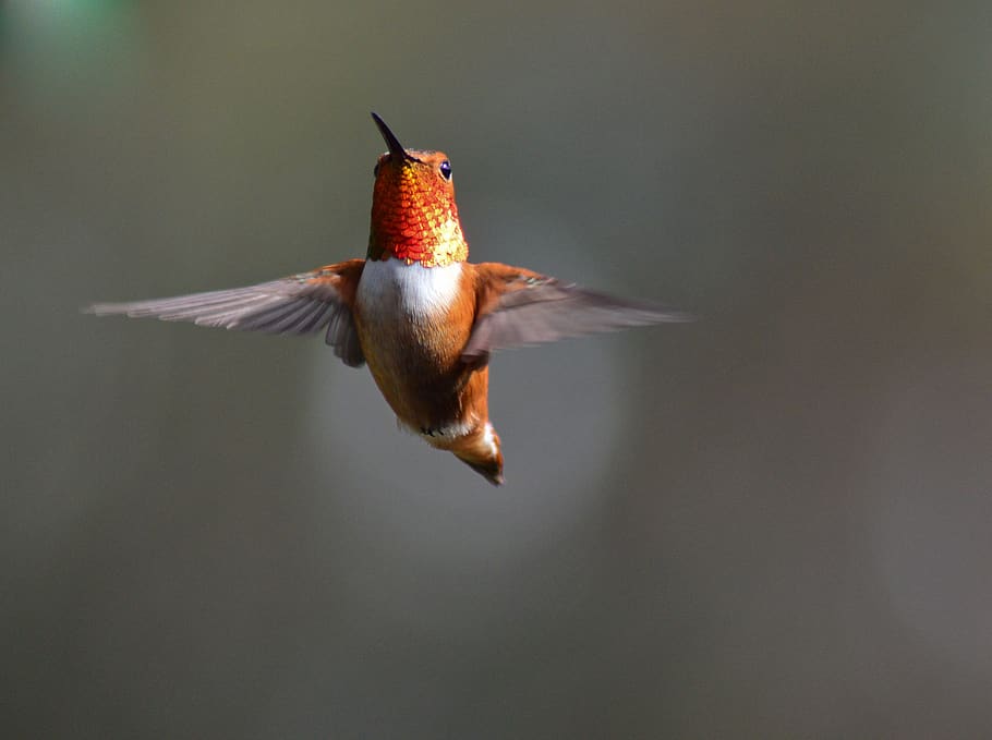 brown hummingbird, animal themes, animals in the wild, vertebrate HD wallpaper