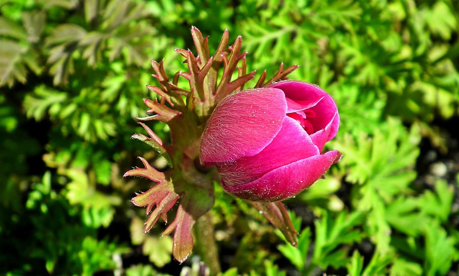 anemone, spring, flower, pink, blooming, garden, beautiful HD wallpaper