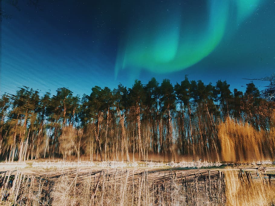 green trees, night, astronomy, space, sky, beauty in nature, scenics - nature HD wallpaper