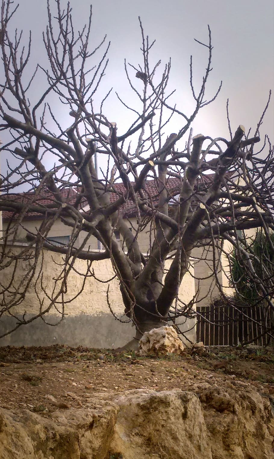 house, tree, bare tree, plant, branch, nature, no people, day HD wallpaper
