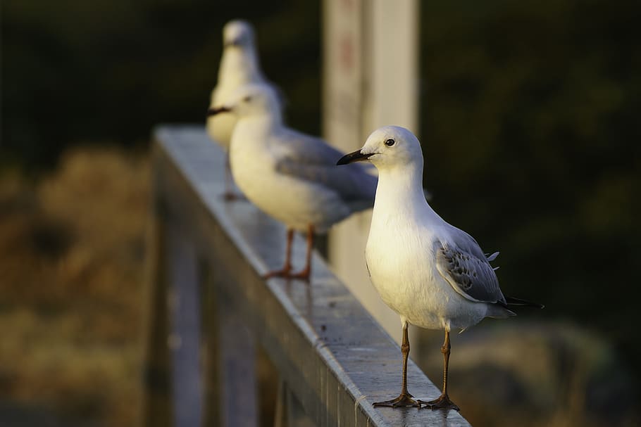 seagull, bird, animal themes, animals in the wild, vertebrate HD wallpaper