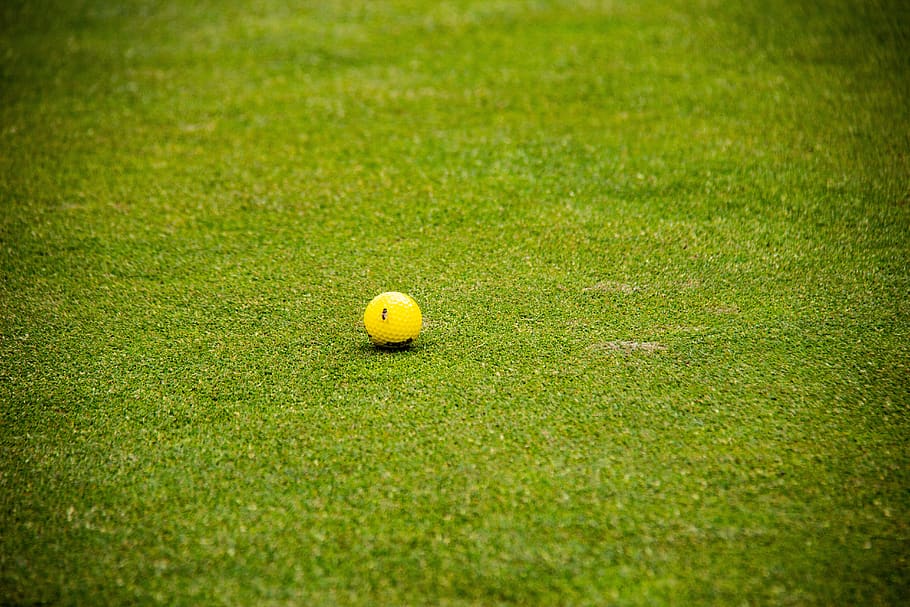 golf, golf ball, bee, rush, grass, green color, sport, no people HD wallpaper