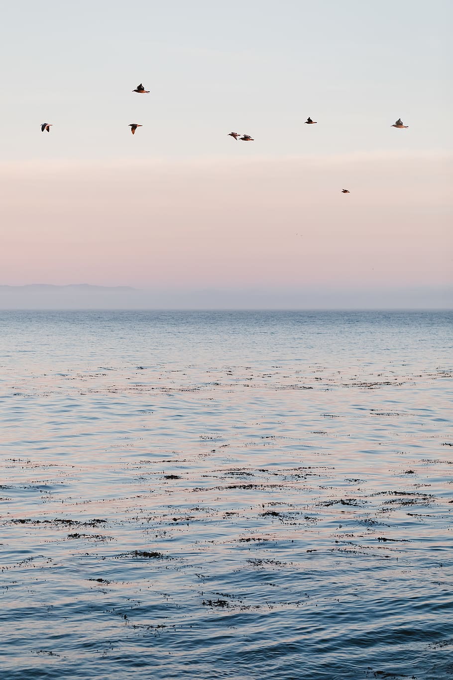 birds flying over calm sea water during golden hour, sky, animal themes, HD wallpaper