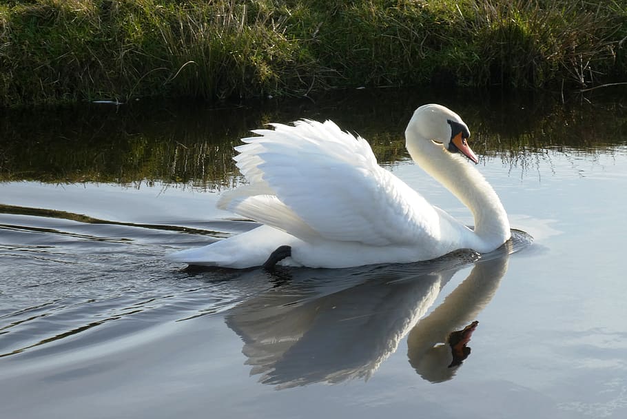 swan, white feathers, ditch, reflection, waterfowl, nature HD wallpaper