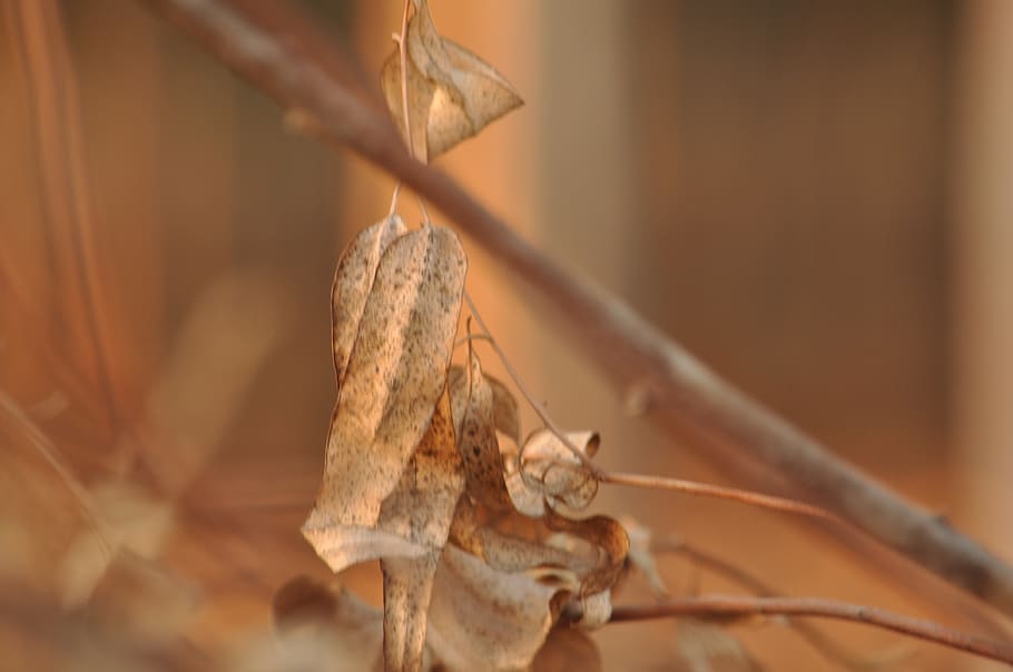 india, hyderabad, leaf, tree, dry, brown, plant, close-up, no people HD wallpaper