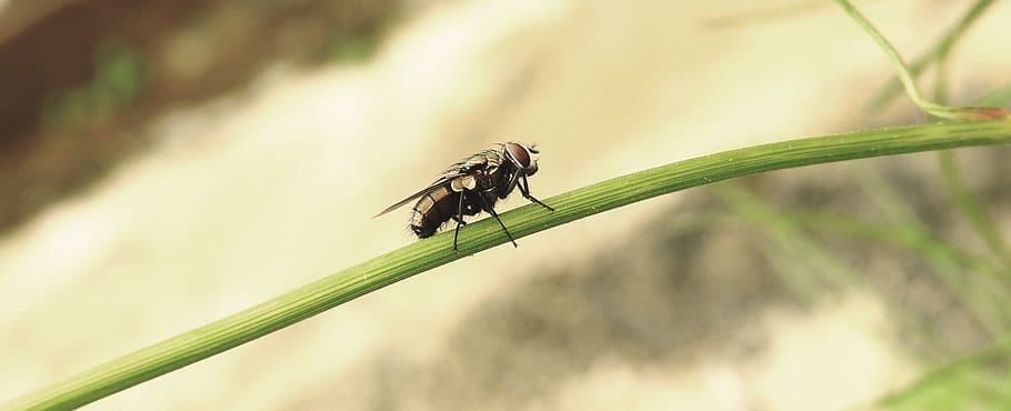insect, macro, fly, colombia, animal themes, invertebrate, animal wildlife HD wallpaper