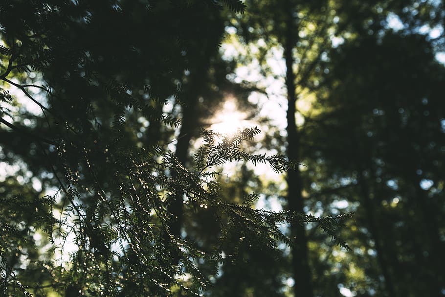 trees, sunlight, forest, hike, nature, woods, ambient, tranquil
