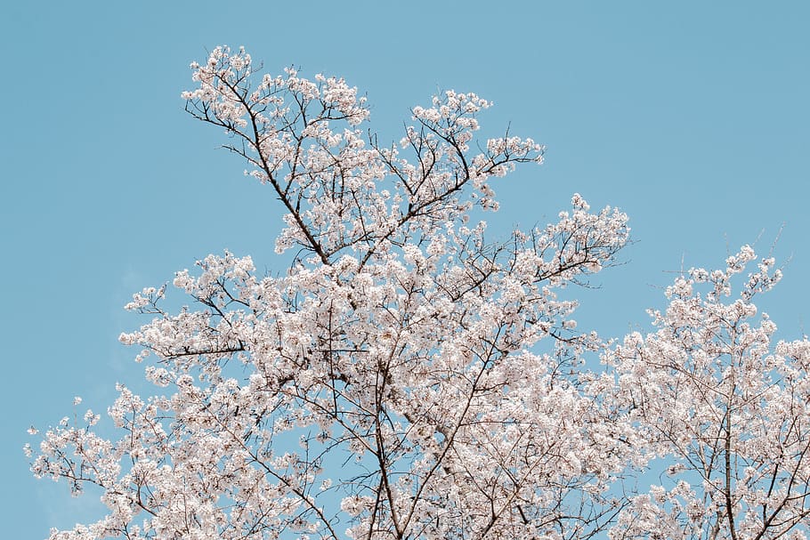 white trees, low angle view, sky, branch, plant, beauty in nature HD wallpaper