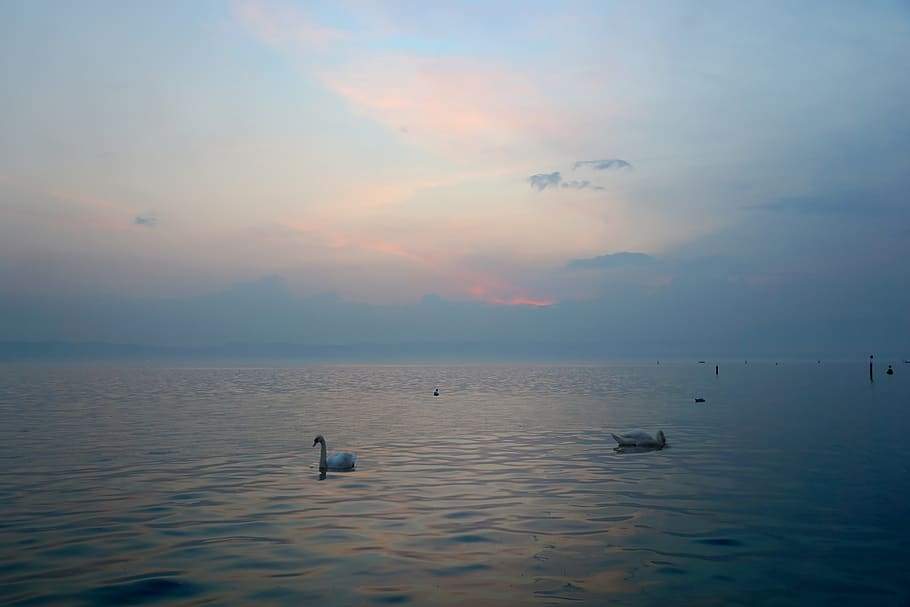 evening, lake, swans, sunset, nature, clouds, abendstimmung HD wallpaper