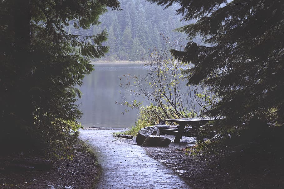 Brown Bench Near Lake Covered With Forest, fog, mist, path, trees HD wallpaper