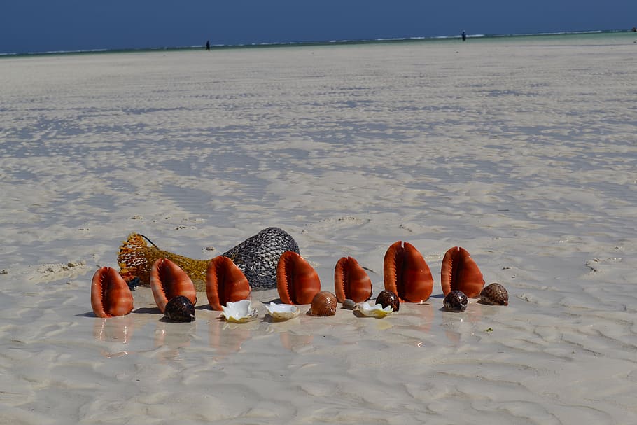 tanzania, kiwengwa, shells, zanzibar, water, nature, no people, HD wallpaper