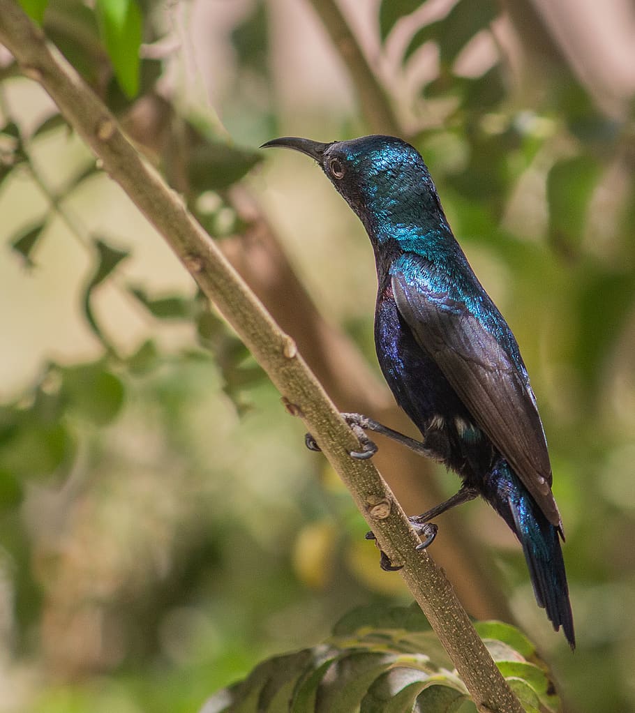 blue and brown bird, animal themes, animal wildlife, animals in the wild HD wallpaper