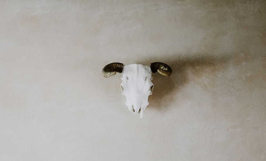Hd Wallpaper Art Skull Cow Decor Minimalist Horns