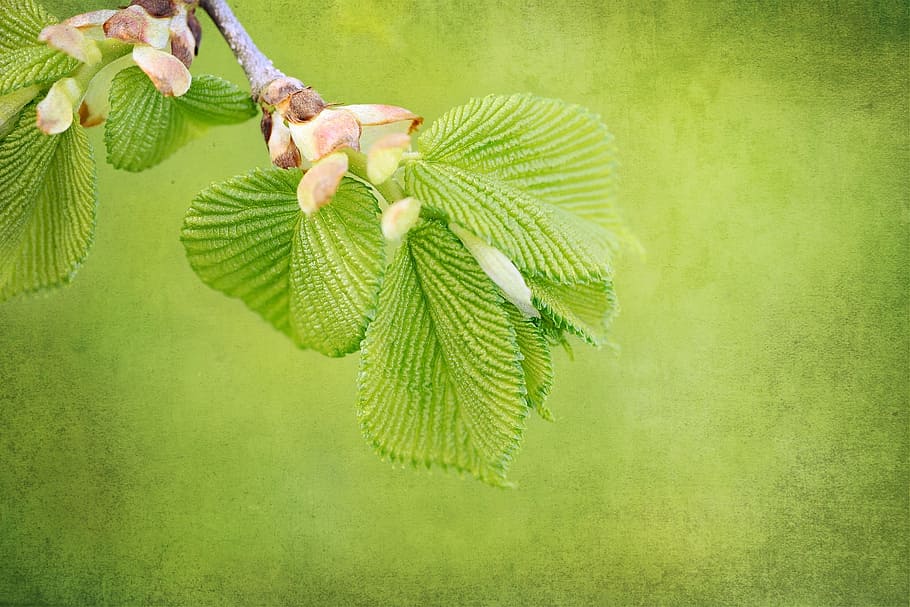 branch, tree, nature, green, plant, leave, leaf, green color HD wallpaper