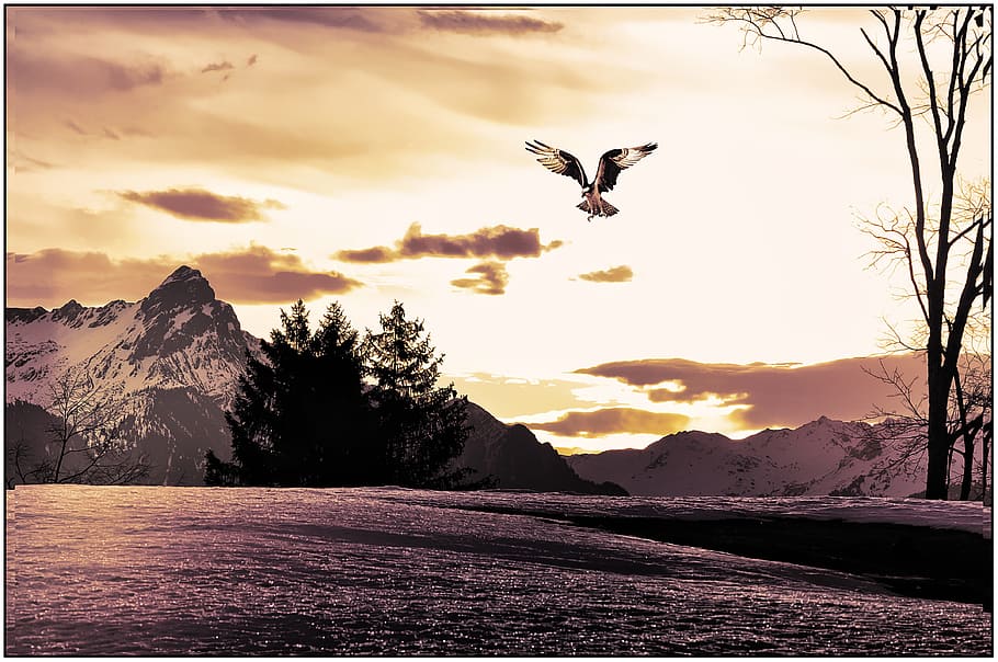 winter, ice, snow, nature, landscape, mountain, flying, mid-air HD wallpaper