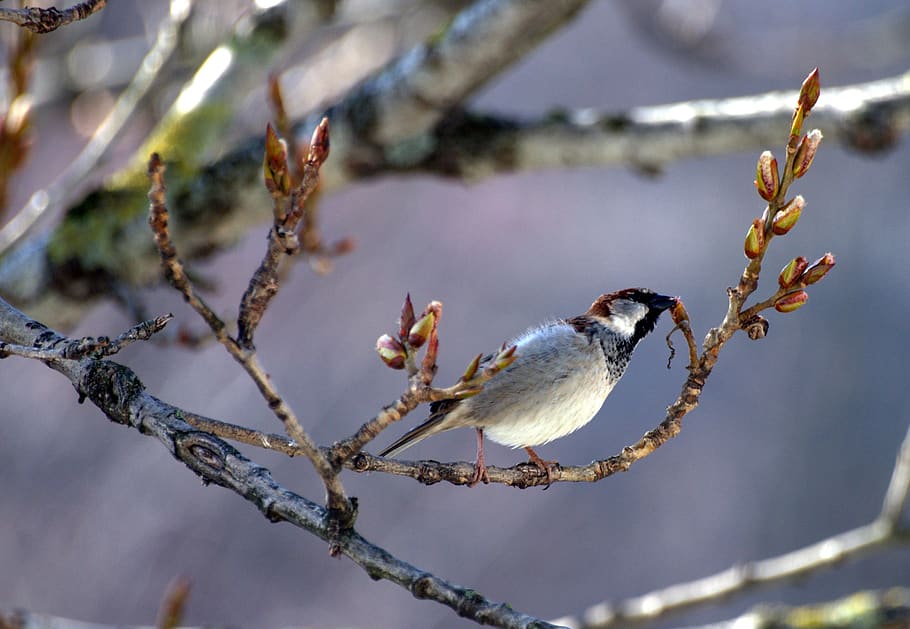 sperling, bud, spring, food, bird, sparrow, young, branch, animal HD wallpaper