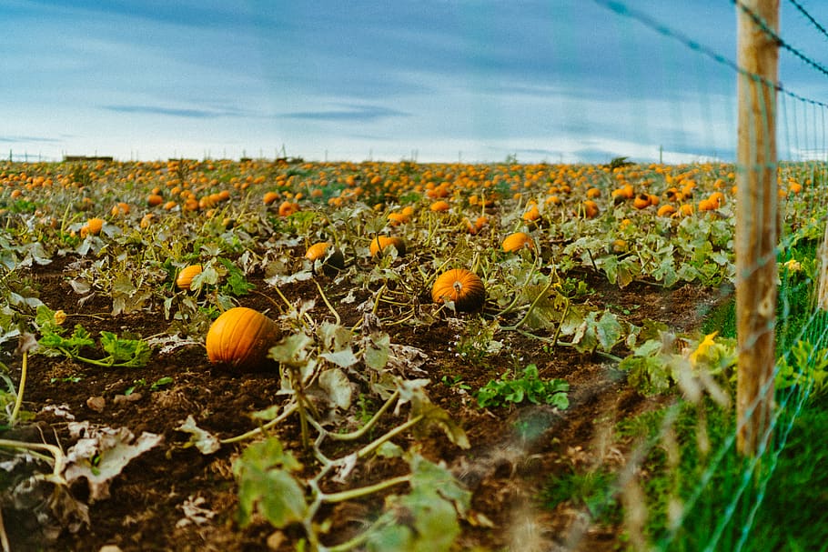 pumpkin field, land, growth, food, nature, plant, sky, agriculture HD wallpaper