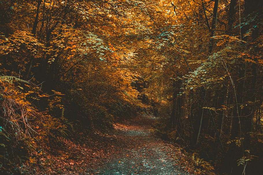 forest, trees, path, autumn, environment, fall, woods, plant HD wallpaper