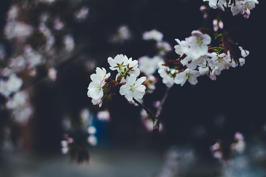 sakura, tree, flower, wood, nature, spring, march, april, weather, HD wallpaper