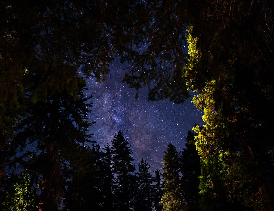 green trees during nigh time, starry sky, astronomy, forest, night time