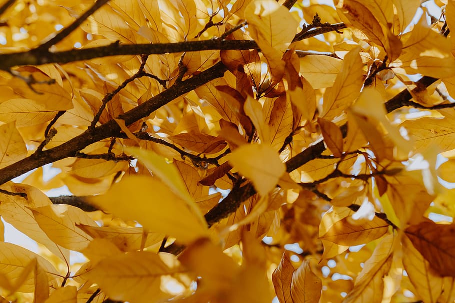Yellow leaves of magnolia in autumn, orange, fall, nature, leaf