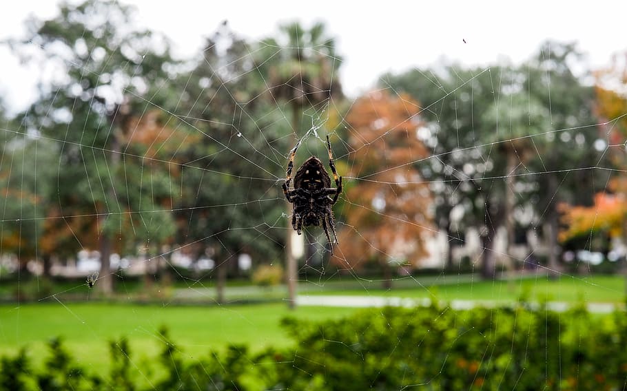 united states, savannah, spider web, nature, insect, micro, HD wallpaper