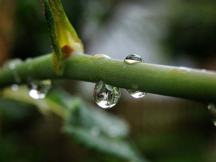 center, focus, macro, stem, rosa, drop, drops, rain, bokeh HD wallpaper