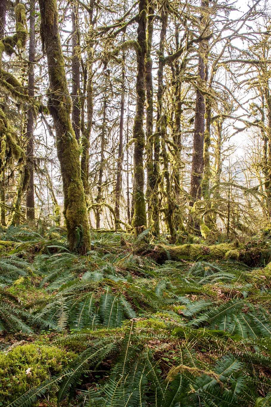 summer, outdoor, hikes, explore, washington, rain forest, trees HD wallpaper