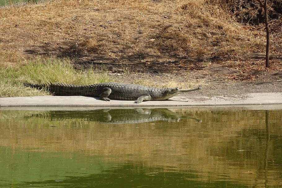 gharial, gavialis gangeticus, fish-eating, crocodile, crocodilian, HD wallpaper
