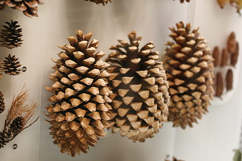 Vejnavn anmodning Synlig HD wallpaper: pine cone, nature, fruit, ornament, museum, exhibition,  indoors | Wallpaper Flare