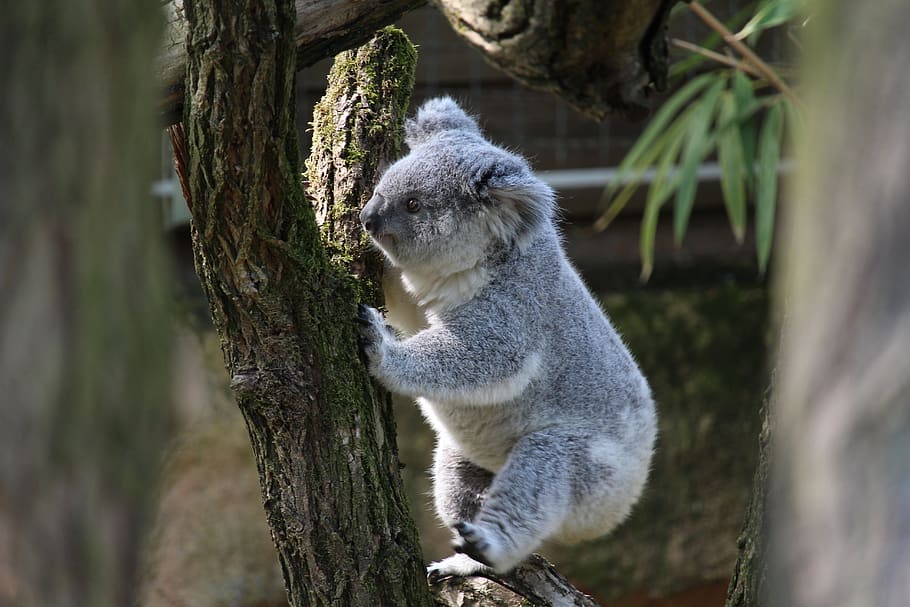 koala bear, climb, tree, animal, nature, forest, jungle, australia HD wallpaper