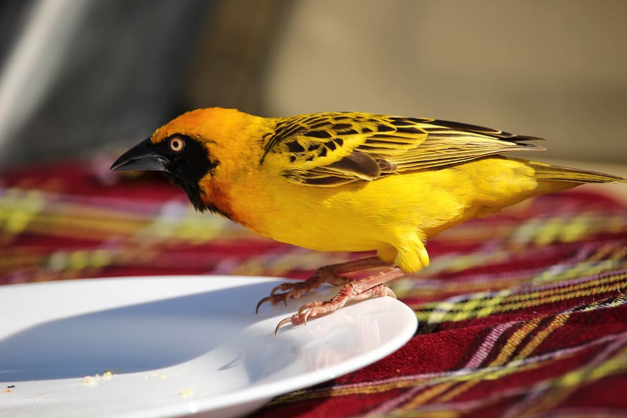 bird, vertebrate, one animal, animal wildlife, animals in the wild HD wallpaper