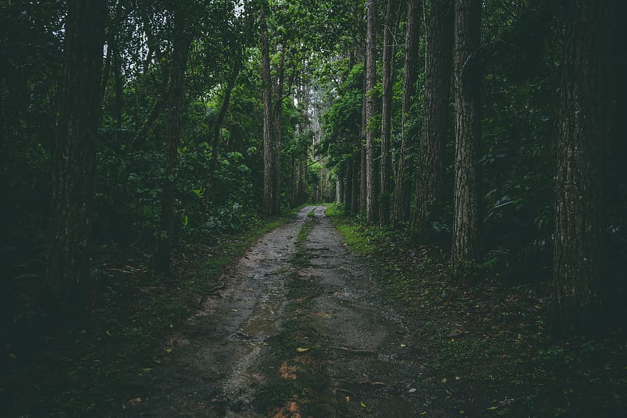 gray walkway at middle of forests, path, tree, woodland, outdoors HD wallpaper