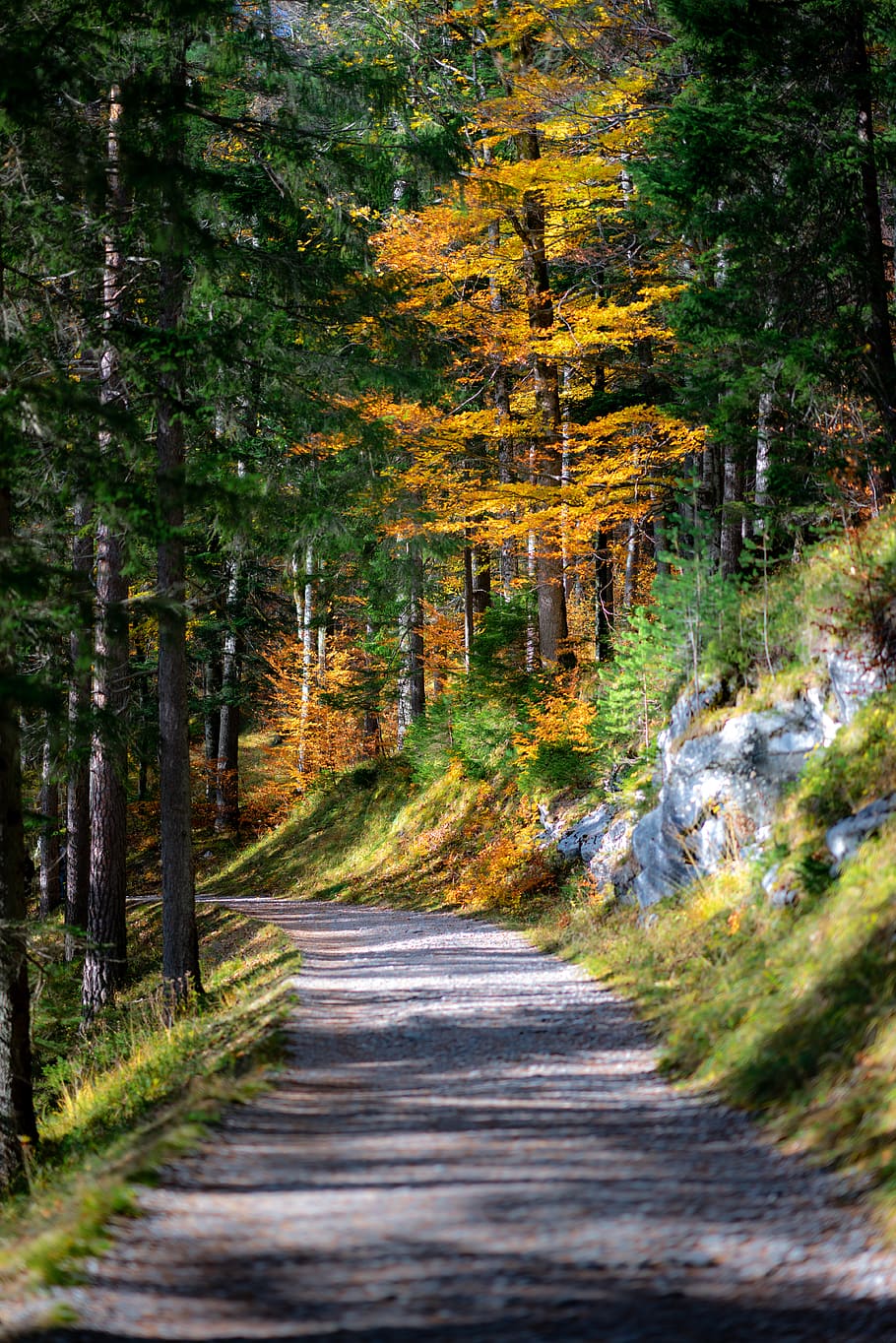 dirt road between trees, plant, autumn, direction, the way forward HD wallpaper