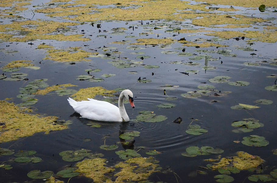 united states, ann arbor, gallup park, leaves, swan, nature, HD wallpaper