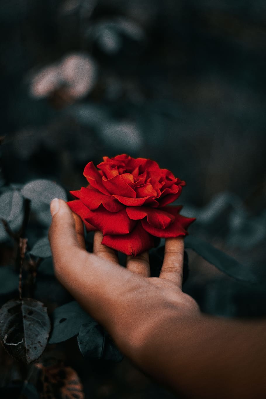 person holding red Rosa rose, hand, closeup, petal, flower, dark