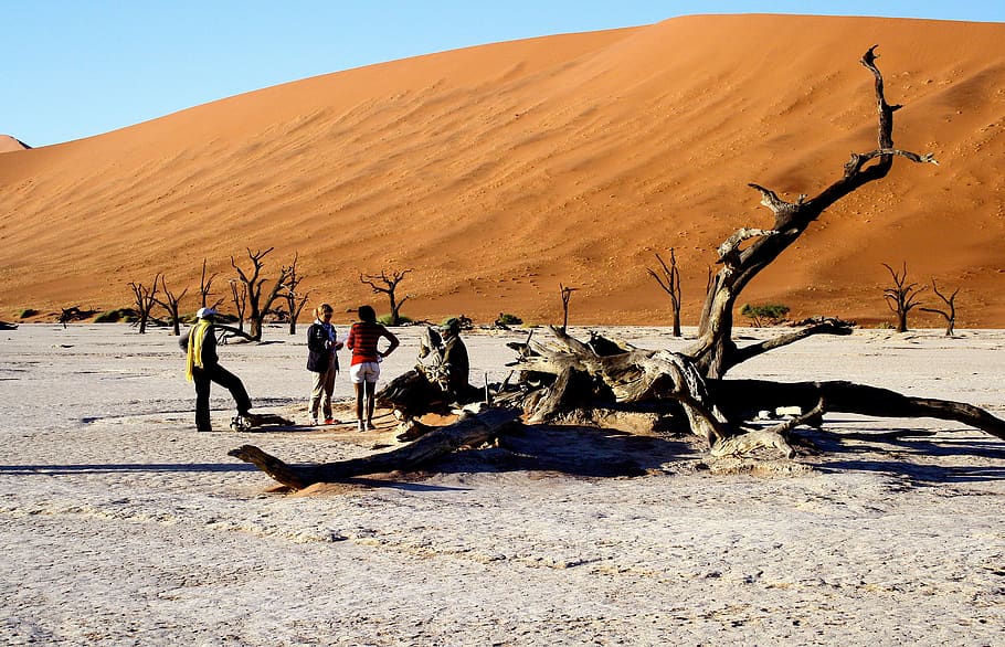 namibia, namib naukluft park, sossusvlei sand dunes, red, trees, HD wallpaper